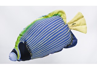 Gaby Emperor Angelfish